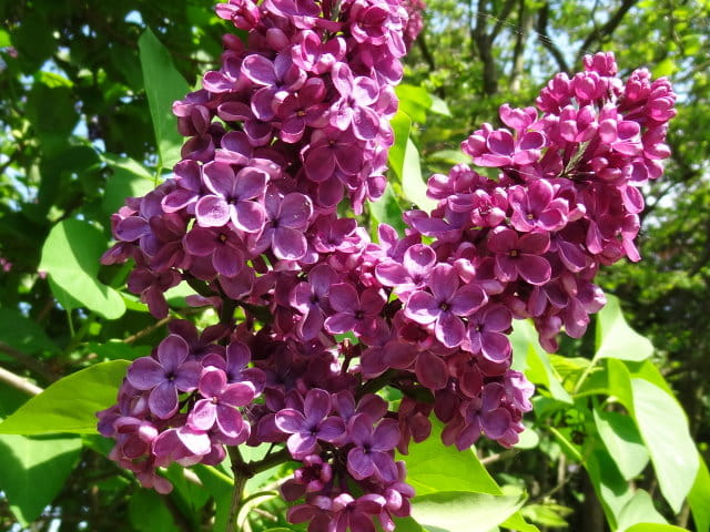 Edelflieder Ludwig Speath – intensiver Duft und tiefviolette Blüten für einen besonderen Garten